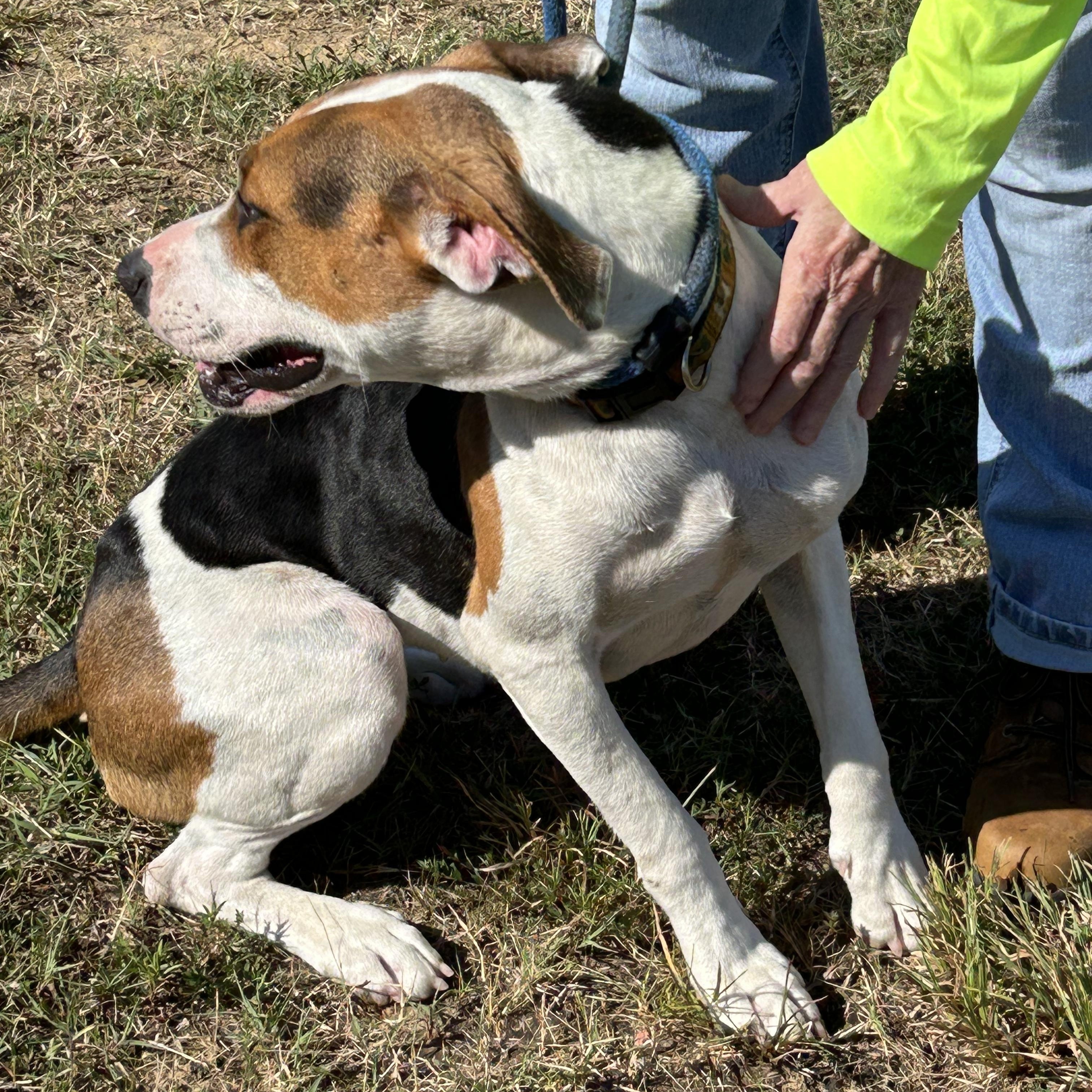 S’ Mores, a Adoptable mixed breed in Charles City, VA image 2/5