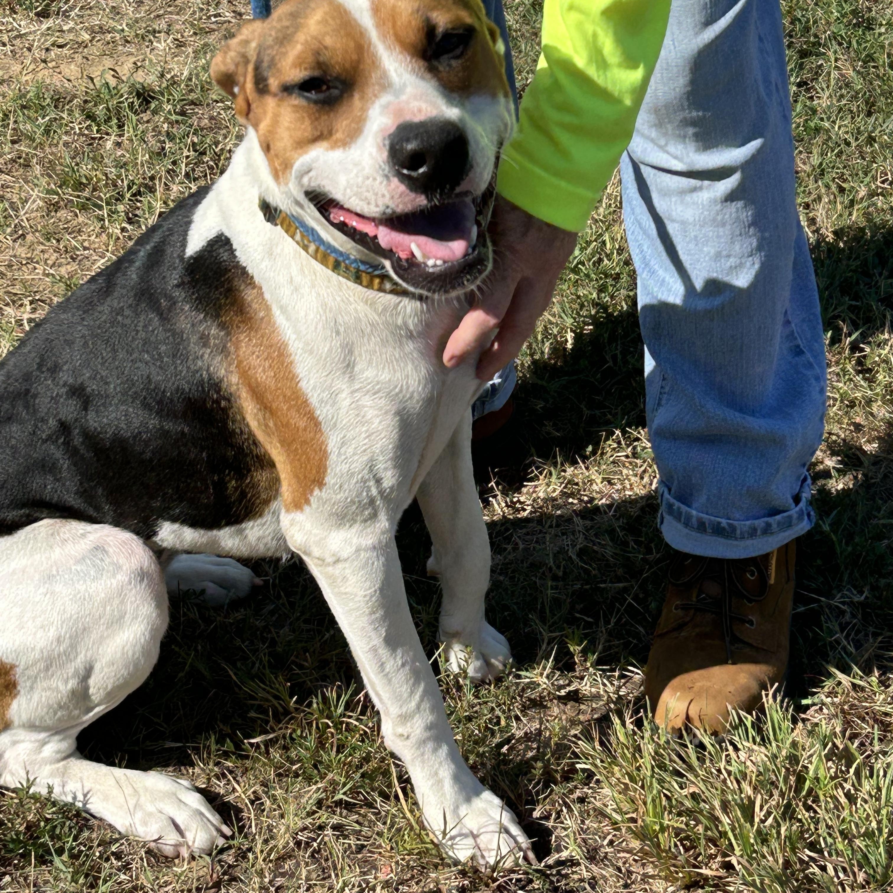 S’ Mores, a Adoptable mixed breed in Charles City, VA image 3/5