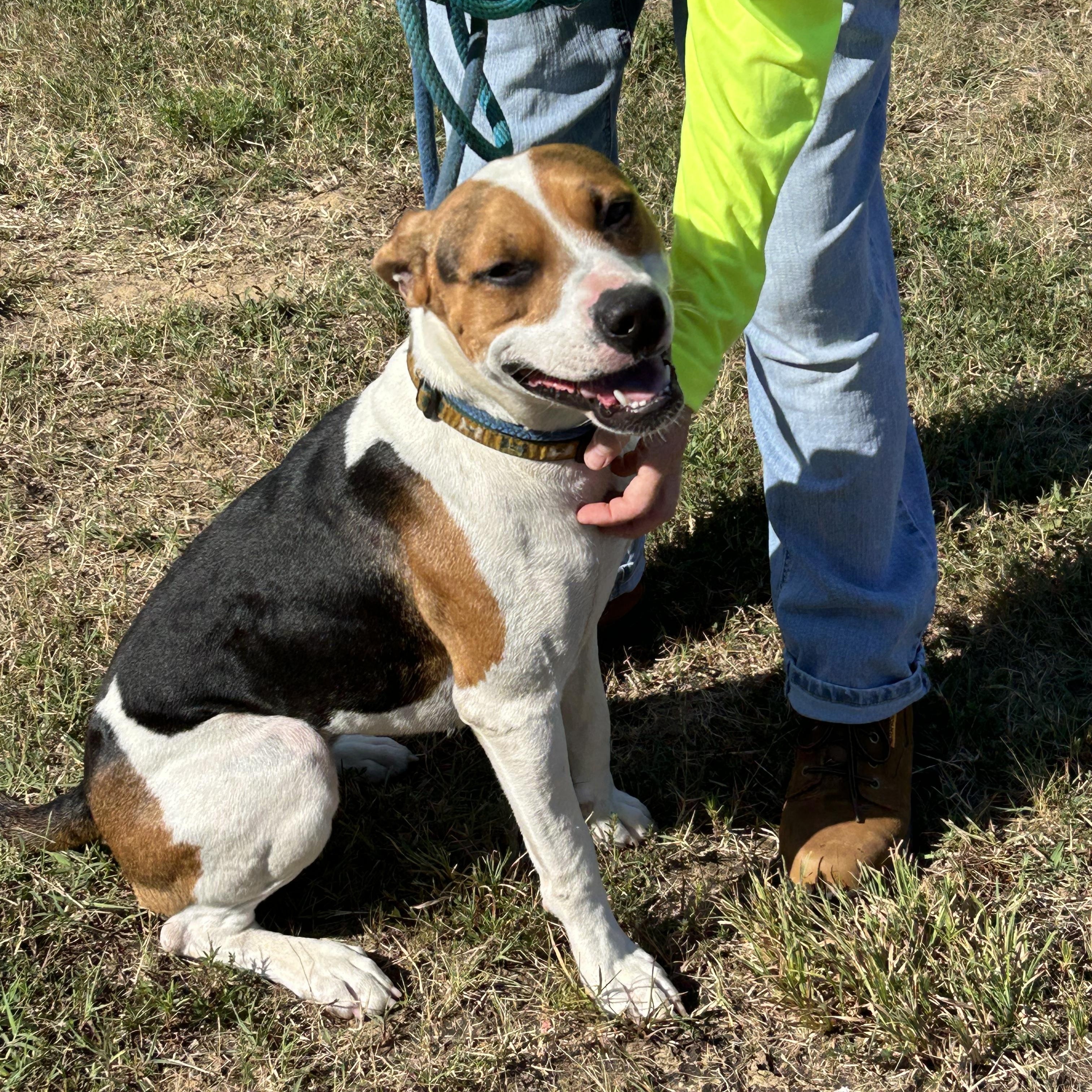S’ Mores, a Adoptable mixed breed in Charles City, VA image 4/5