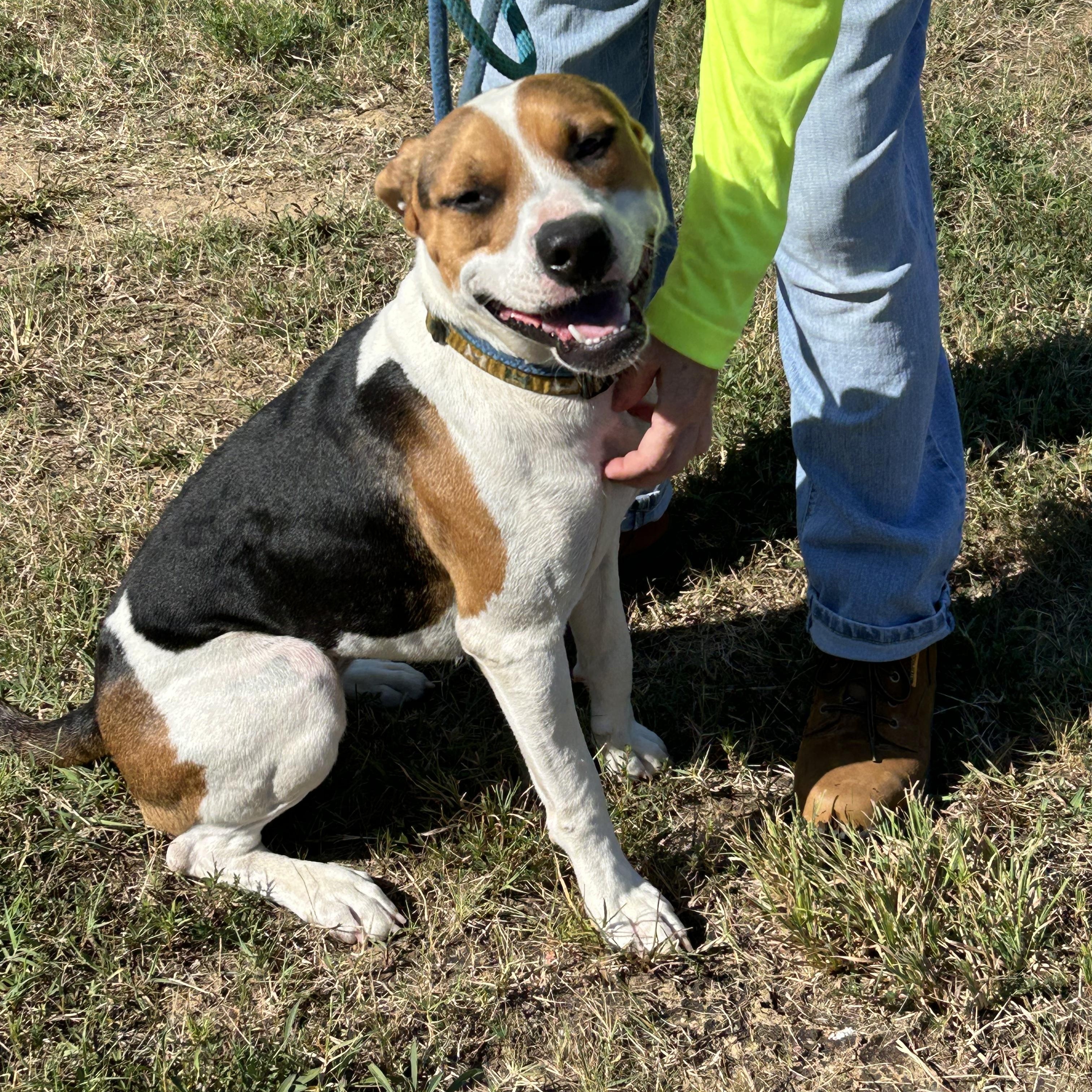 S’ Mores, a Adoptable mixed breed in Charles City, VA image 5/5
