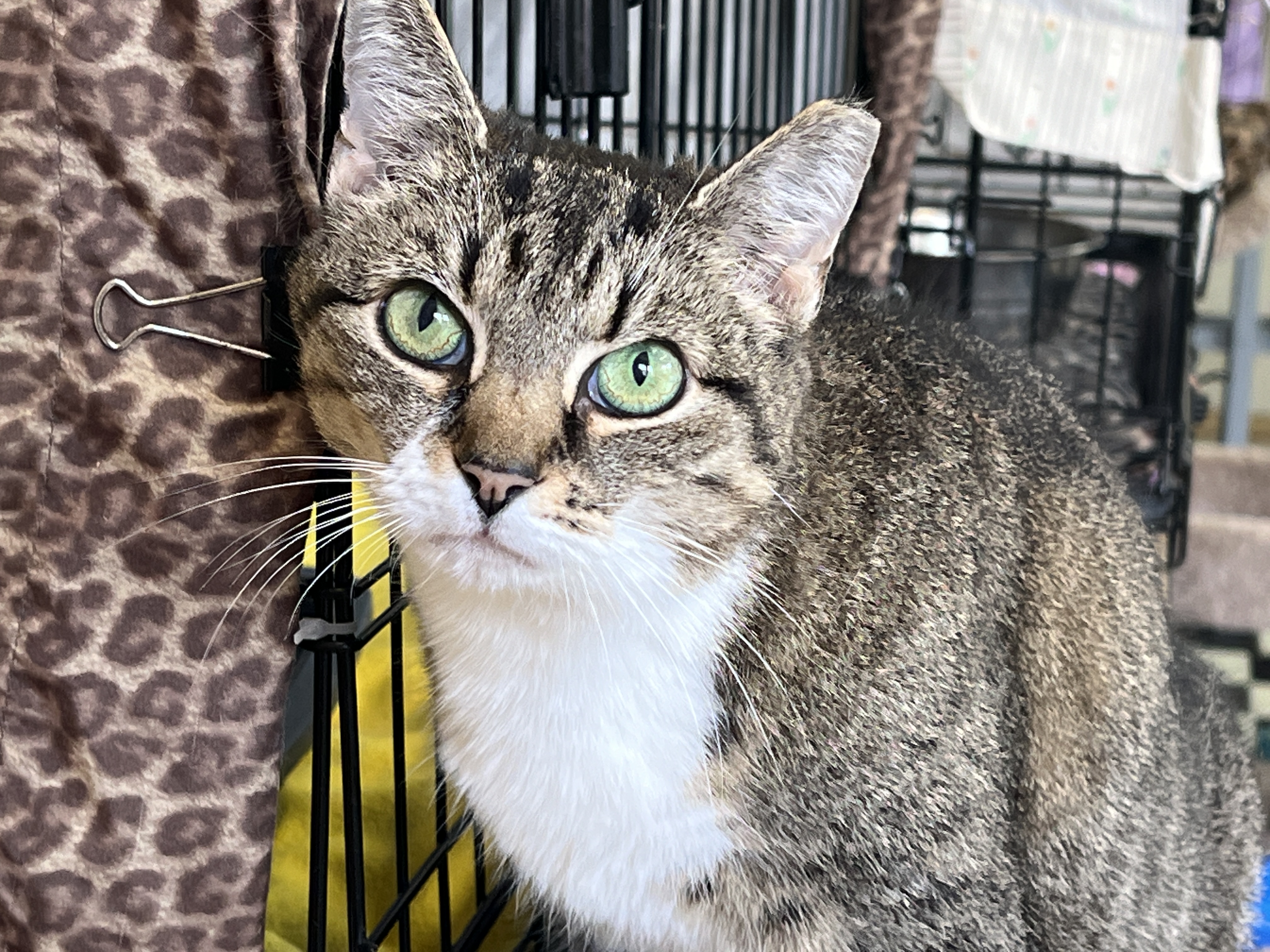 Cassy — thumbnail 3