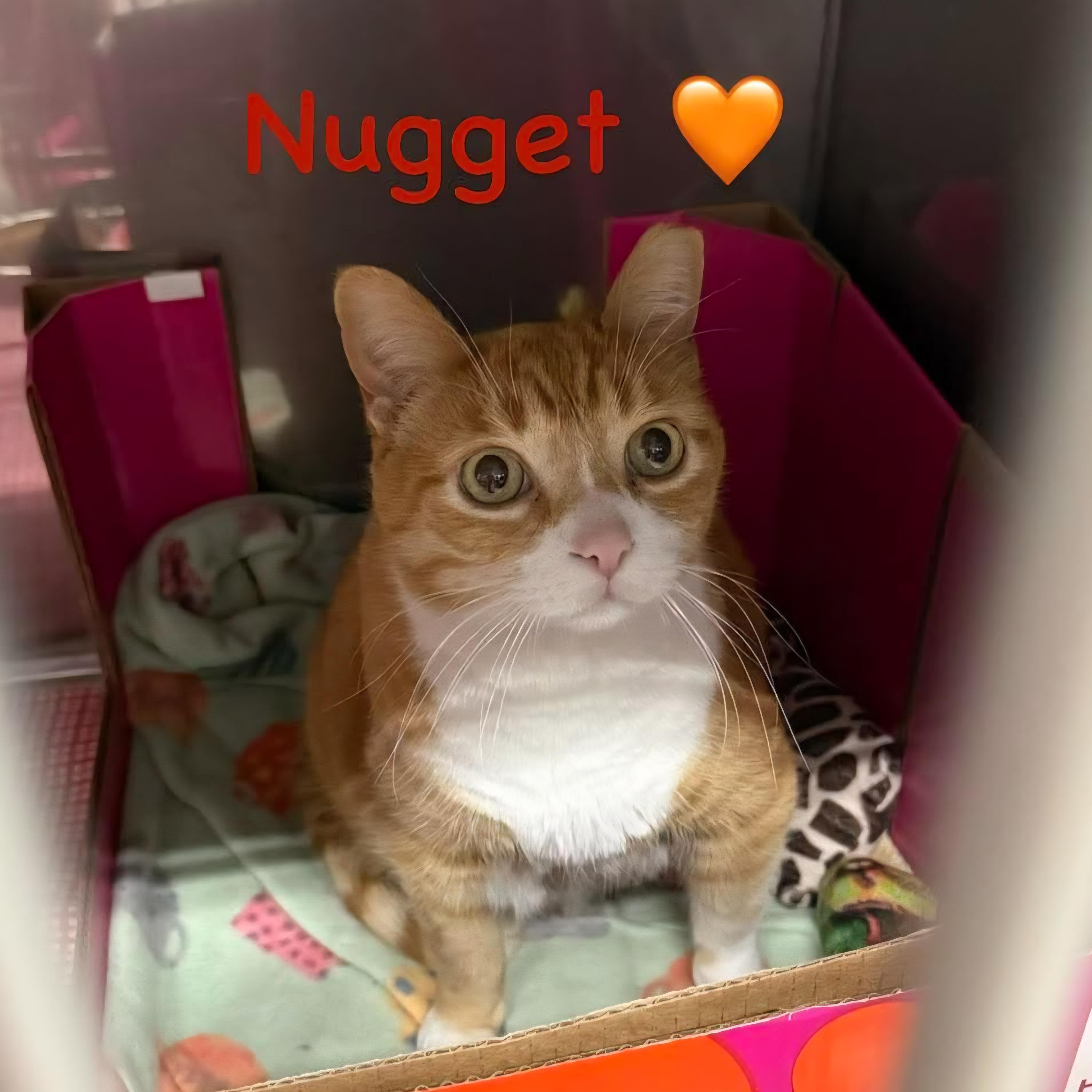 Enlarge Nugget, an adopted Domestic Short Hair in Grand Rapids, MI image 1/2