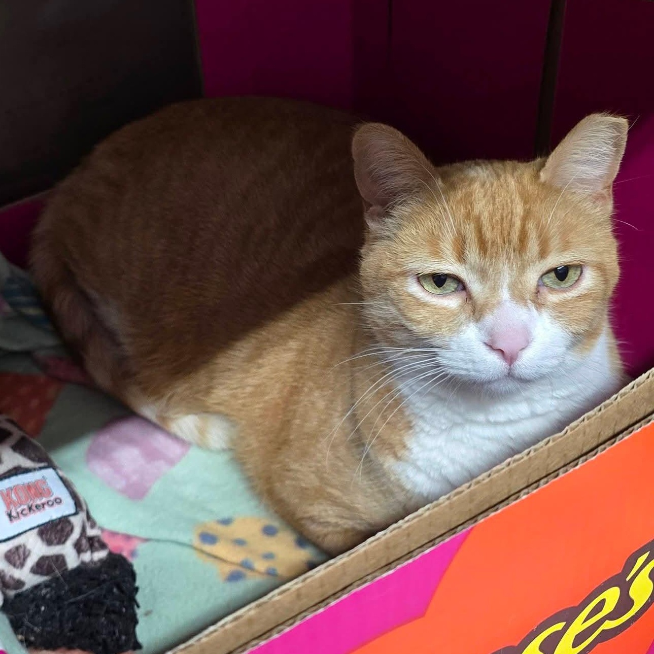 Enlarge Nugget, an adopted Domestic Short Hair in Grand Rapids, MI image 2/2