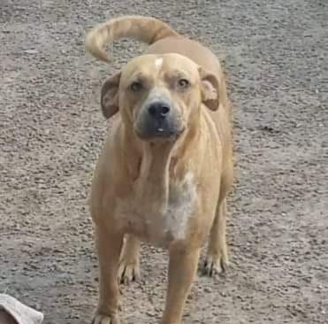 Pete, Adoptable, Young Male Pit Bull Terrier & Labrador Retriever.