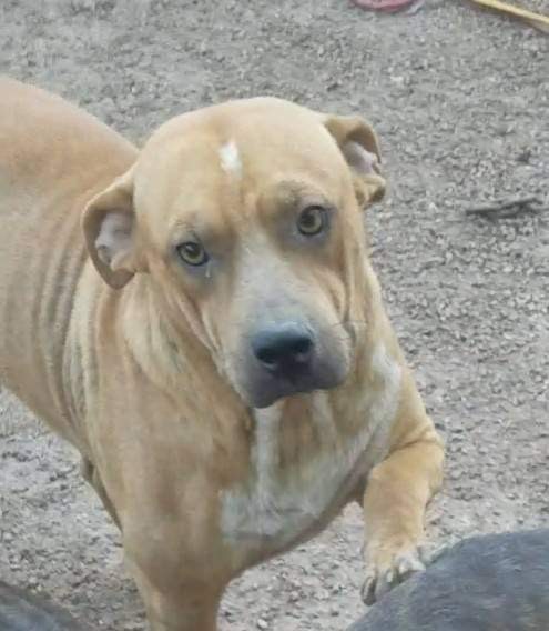 Pete, a Adoptable mixed breed in East Dundee , IL image 3/4