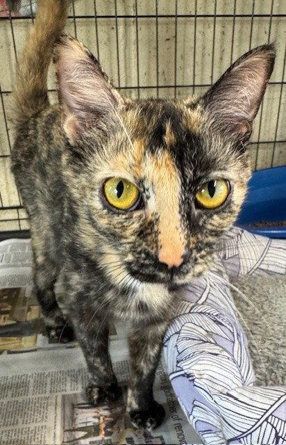 Enlarge Spearmint, a Adoptable mixed breed in Apollo, PA image 1/3