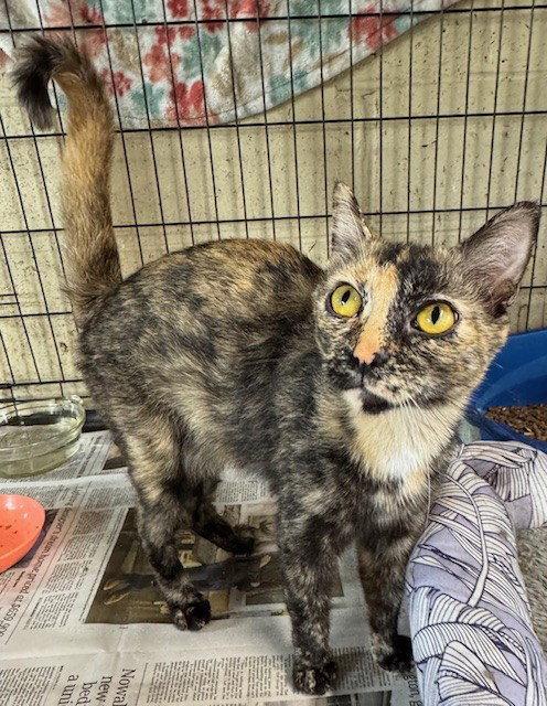 Enlarge Spearmint, a Adoptable mixed breed in Apollo, PA image 2/3