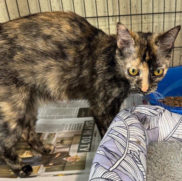 Enlarge Spearmint, a Adoptable mixed breed in Apollo, PA image 3/3