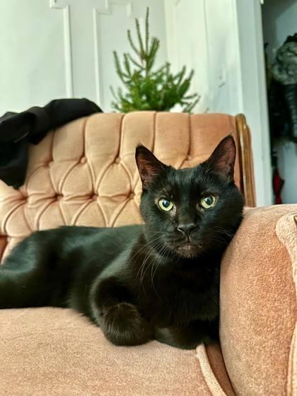 Abe, Adoptable, Senior Male Domestic Short Hair & Domestic Short Hair.