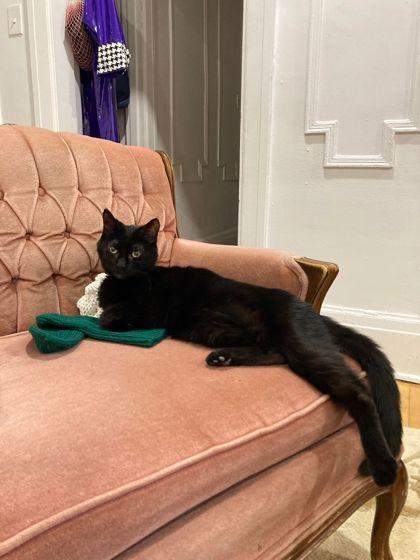 Abe, a Adoptable Domestic Short Hair in Montreal, QC image 1/2