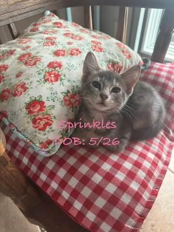 Enlarge S-sprinkles, a Adopted Domestic Short Hair in Billings, MT image 2/2