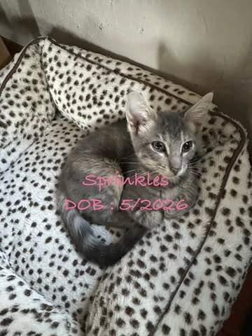 S-sprinkles, Adoptable, Young Female Domestic Short Hair.