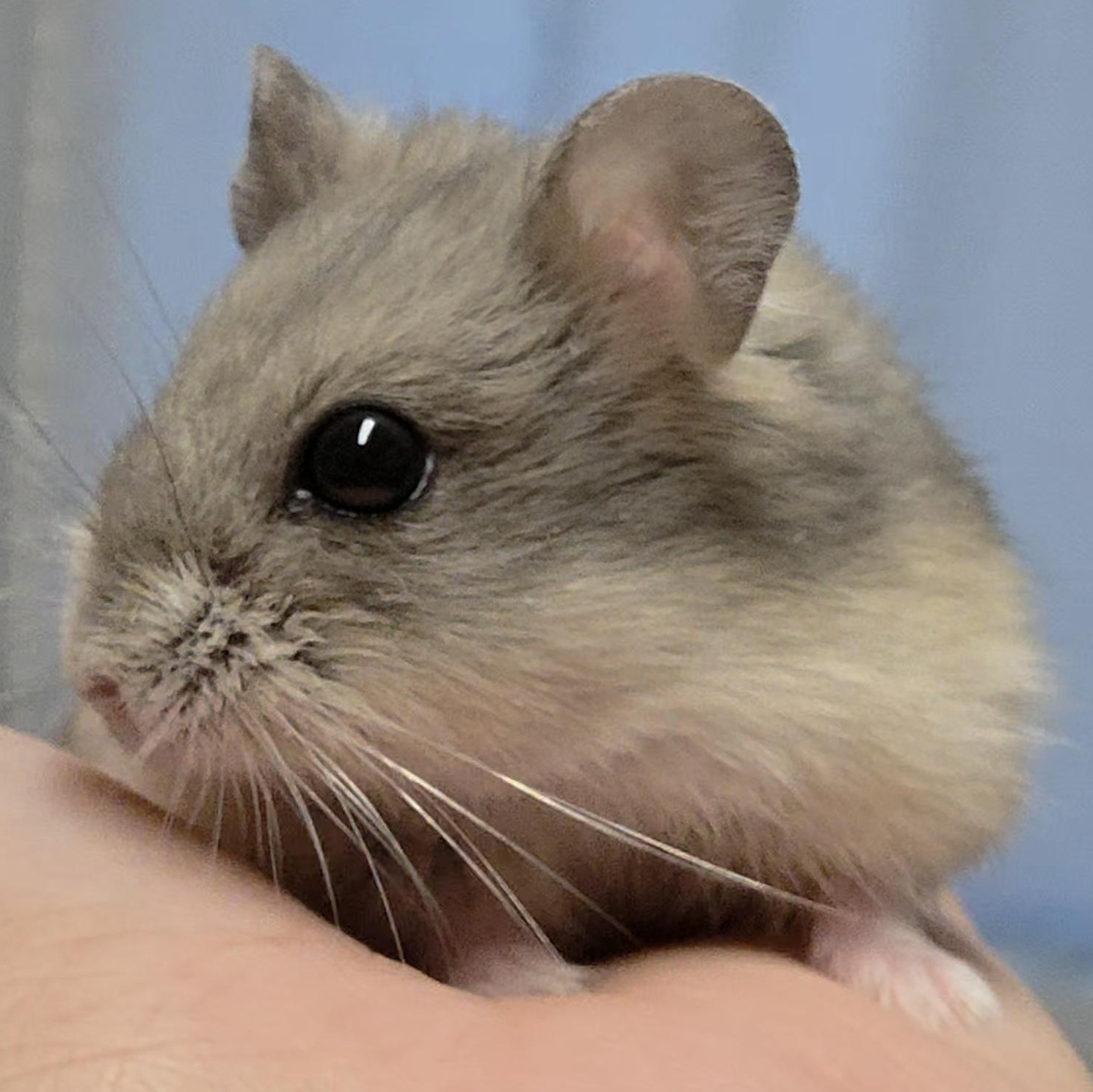 Enlarge Violet, a ADOPTABLE Dwarf Hamster in Santa Ana, CA image 1/1
