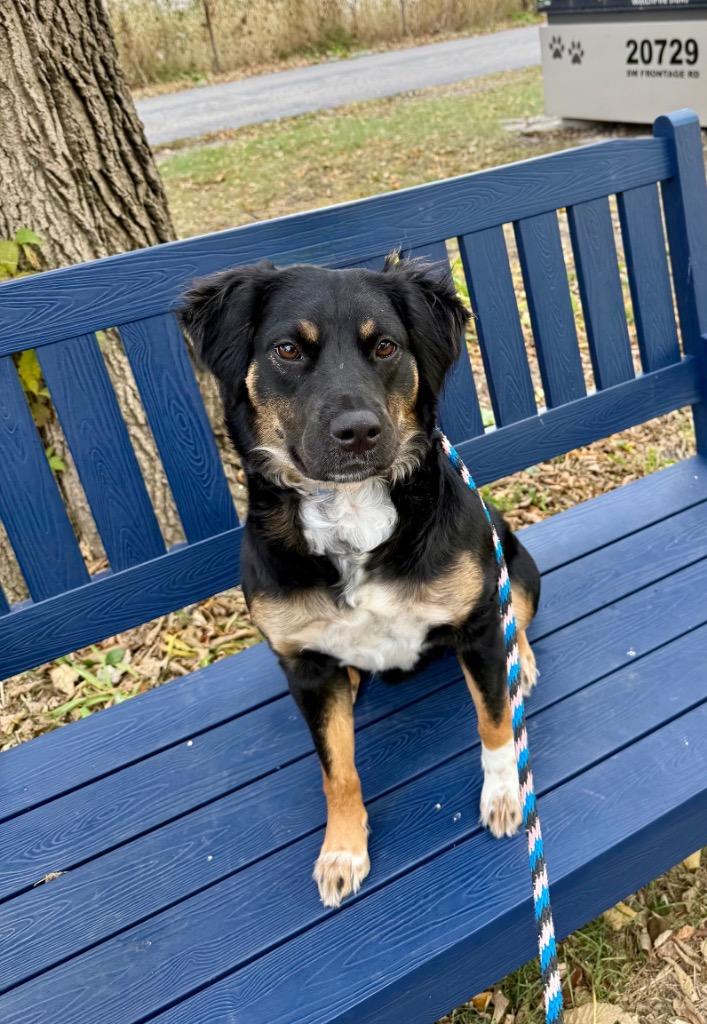 Enlarge Bonnie, a Adoptable mixed breed in Shorewood, IL image 1/2
