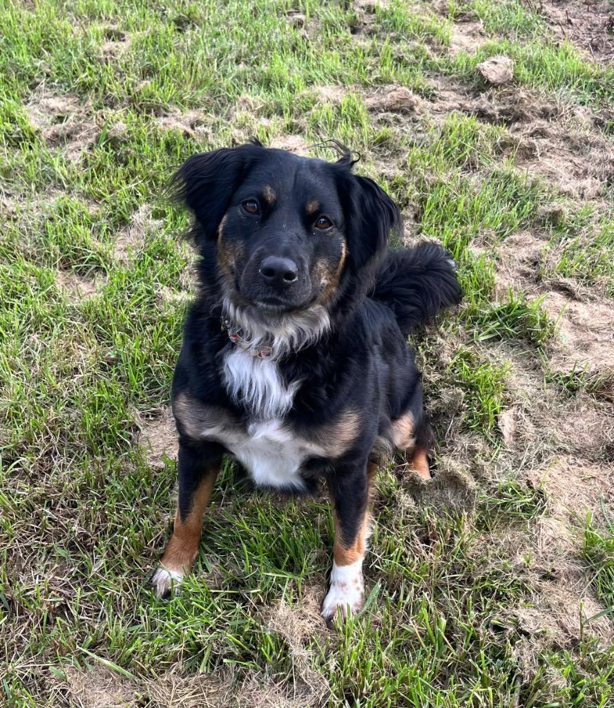 Enlarge Bonnie, a Adoptable Mixed Breed in Shorewood, IL image 3/3