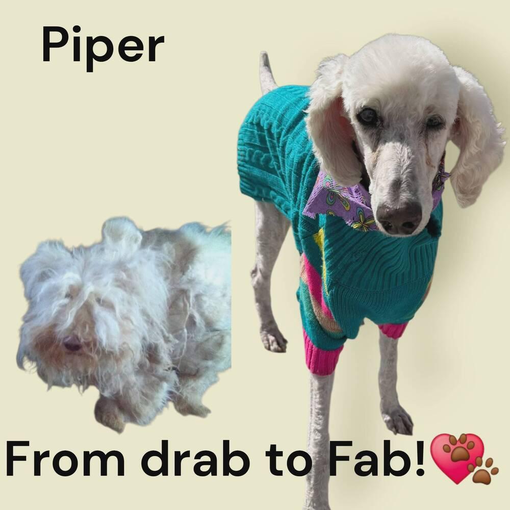 Piper, Adoptable, Senior Female Standard Poodle.