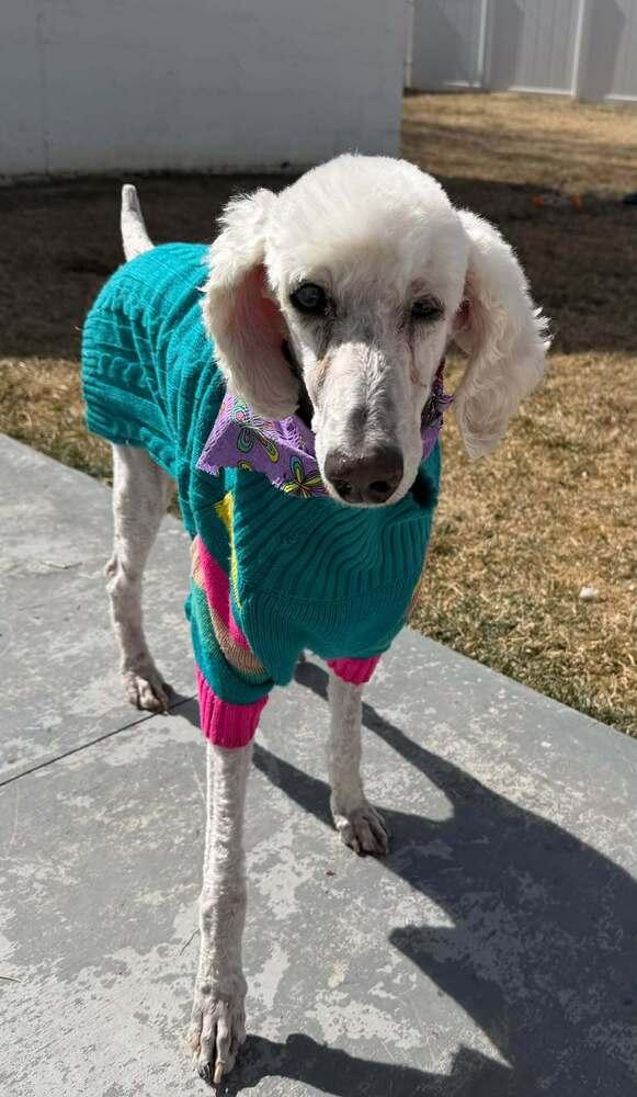 Enlarge Piper, a Adoptable Standard Poodle in Aurora, CO image 3/6