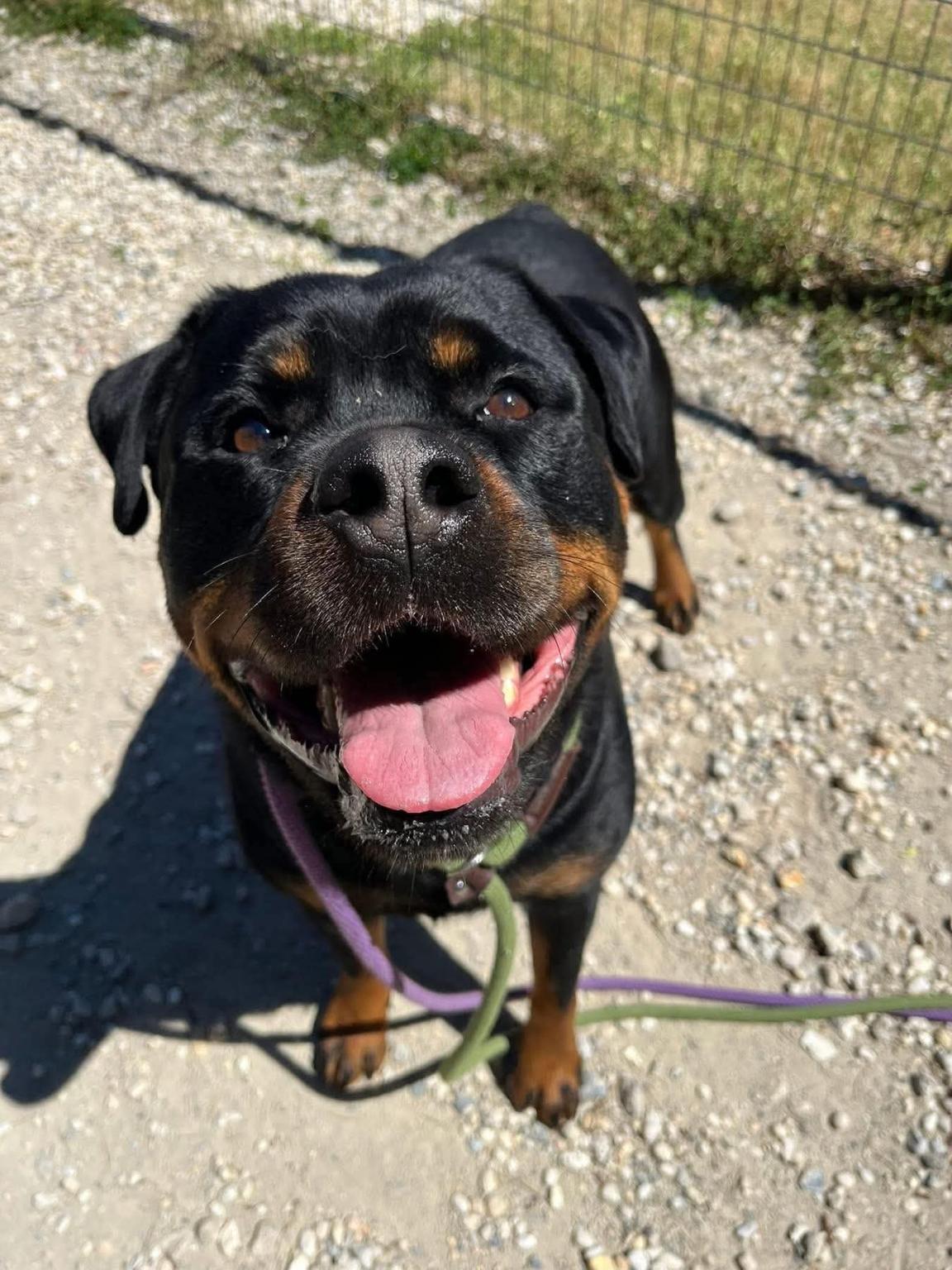 Zara, a ADOPTABLE Rottweiler in Jackson , NJ image 3/3