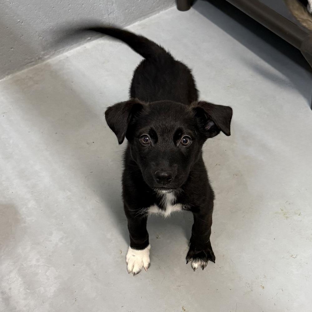 Tide, a Adoptable mixed breed in Mountainair, NM image 2/3