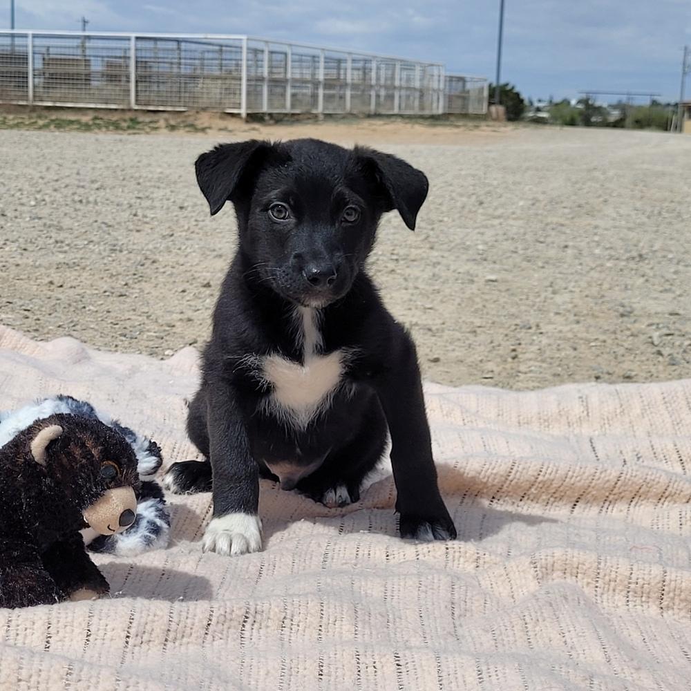 Tide, a Adoptable mixed breed in Mountainair, NM image 1/3