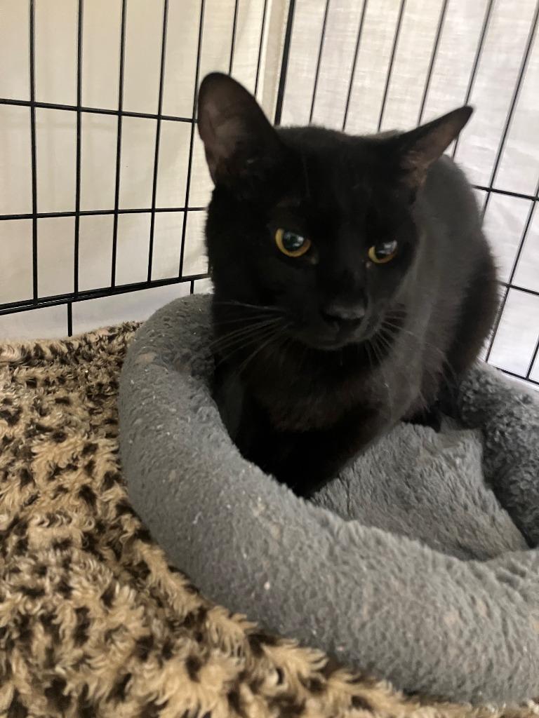 Dos, Adoptable, Young Male Domestic Short Hair.