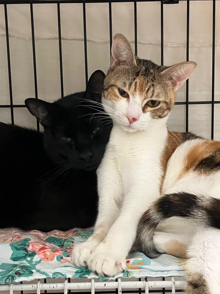 Enlarge Dos, a Adoptable mixed breed in Lunenburg, MA image 2/2