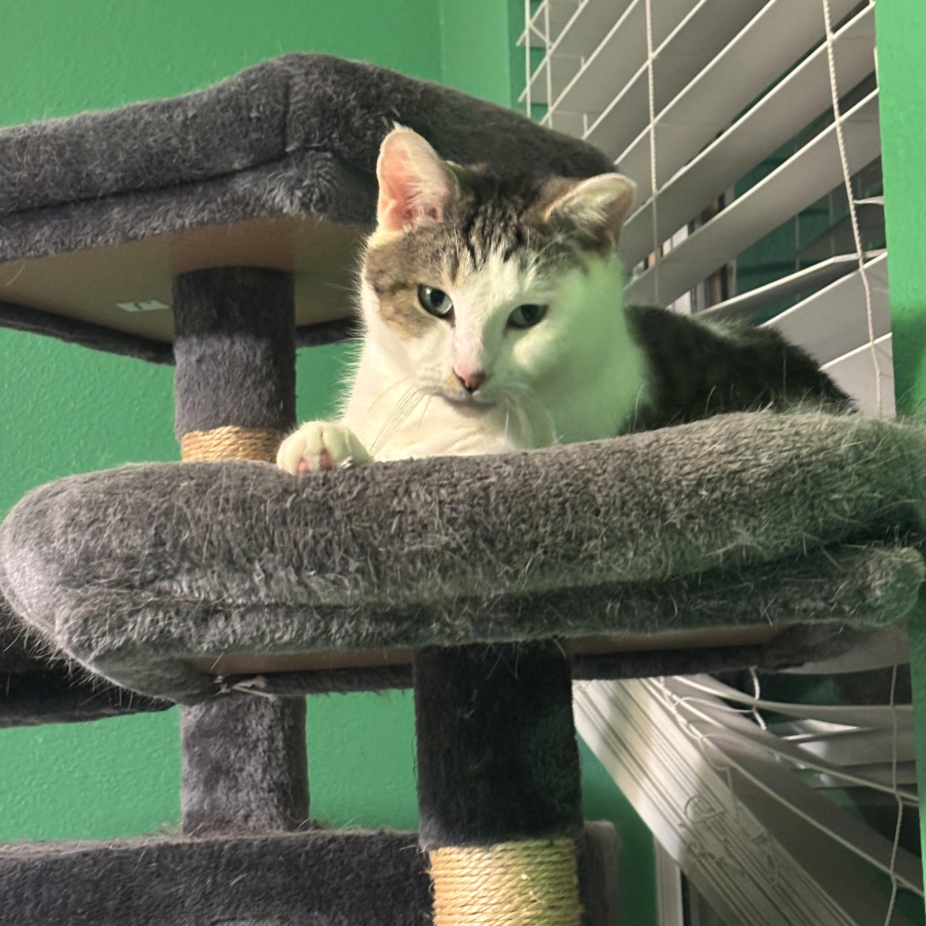 Max, a Adoptable Domestic Short Hair in Wesley Chapel, FL image 3/6
