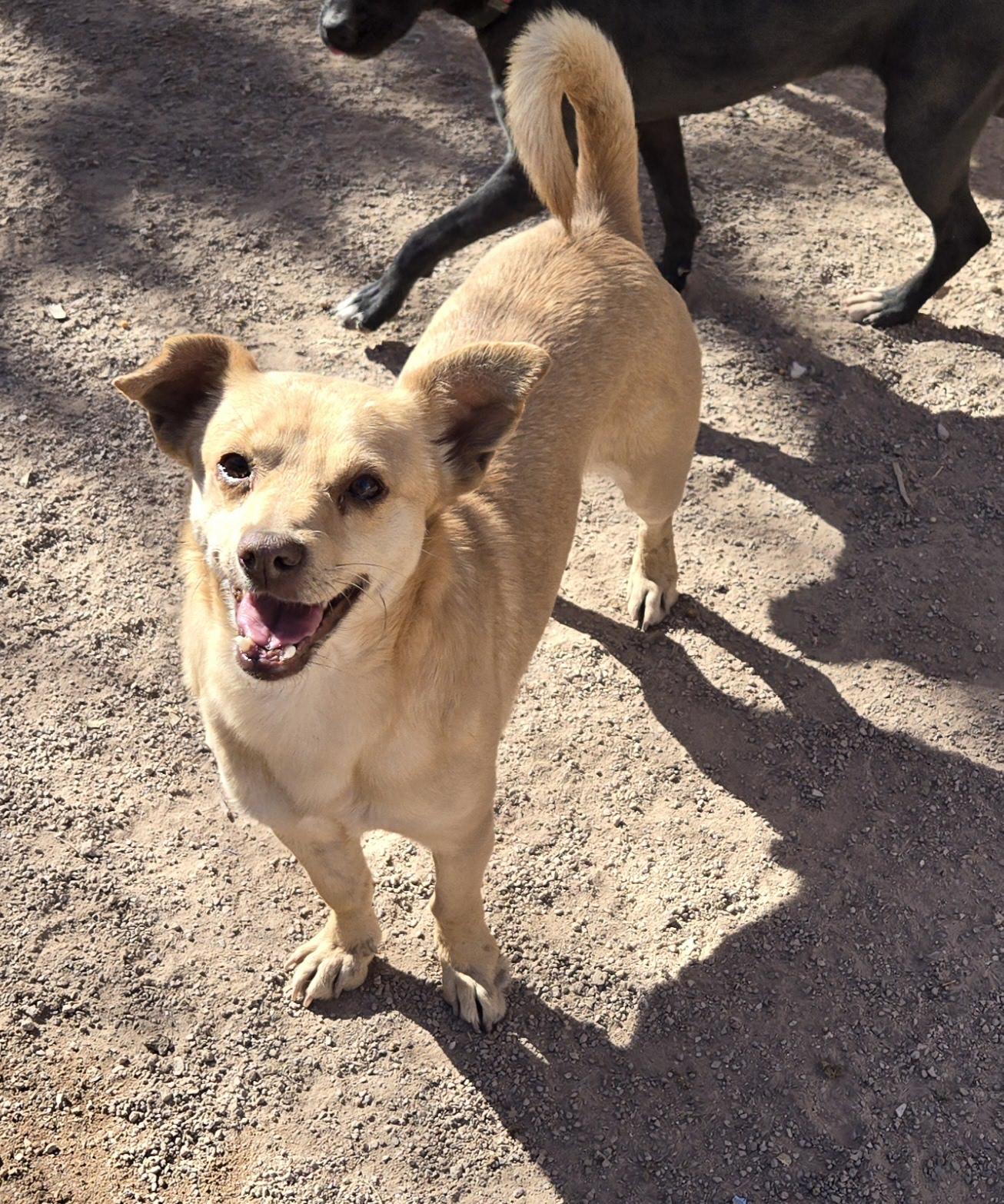Minion, Adoptable, Adult Male Chihuahua.