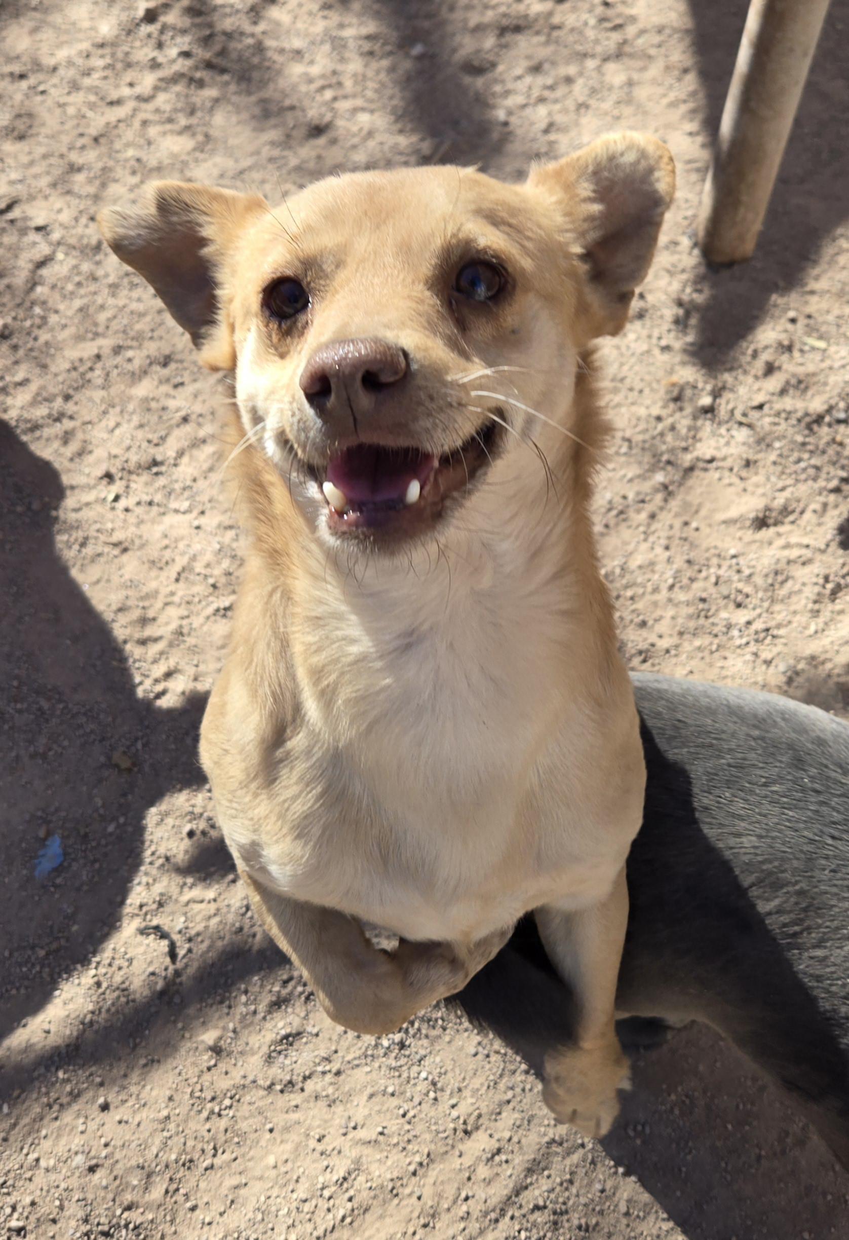 Minion, a Adoptable mixed breed in Nogales, AZ image 2/4