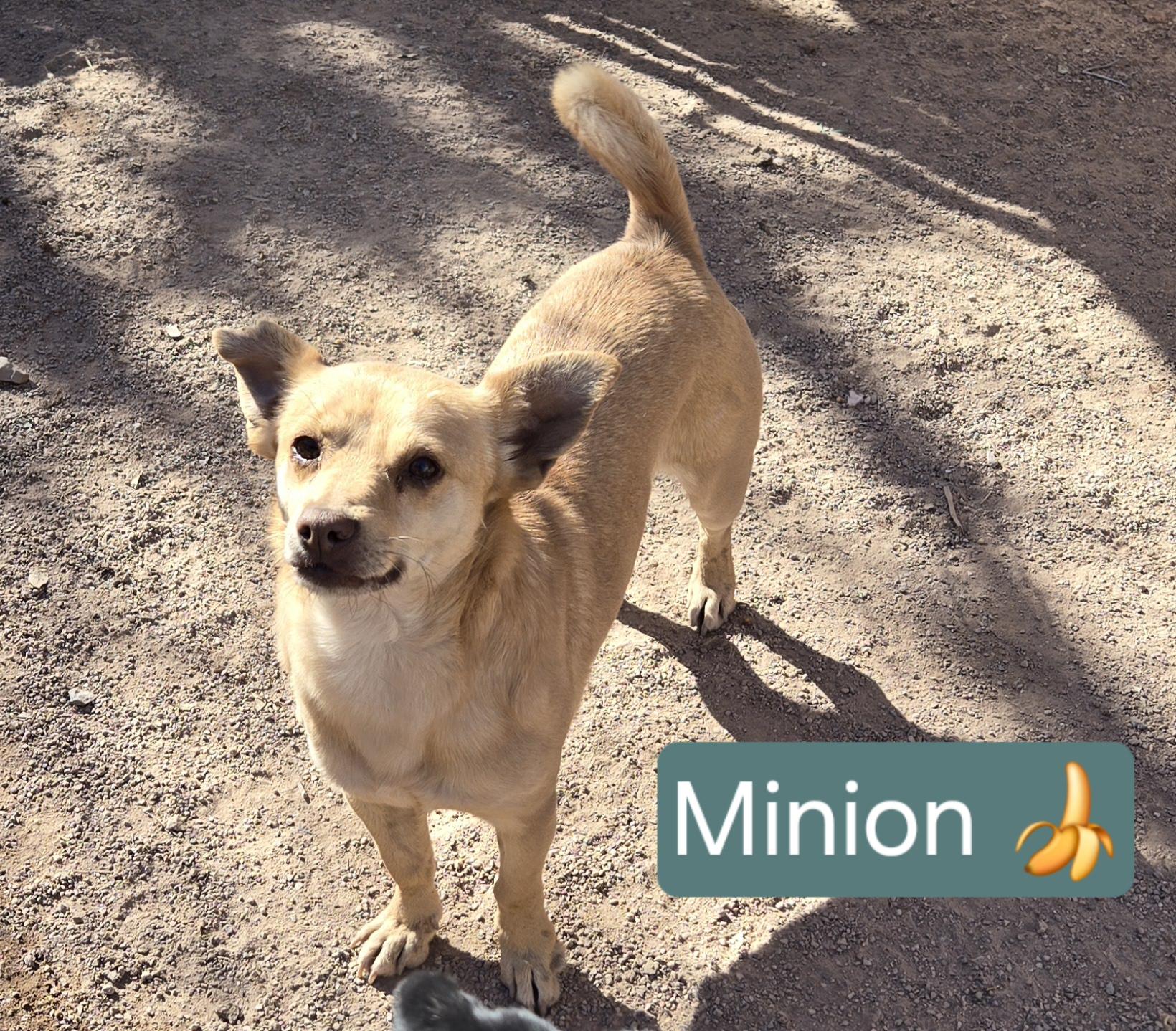 Minion, a Adoptable mixed breed in Nogales, AZ image 3/4