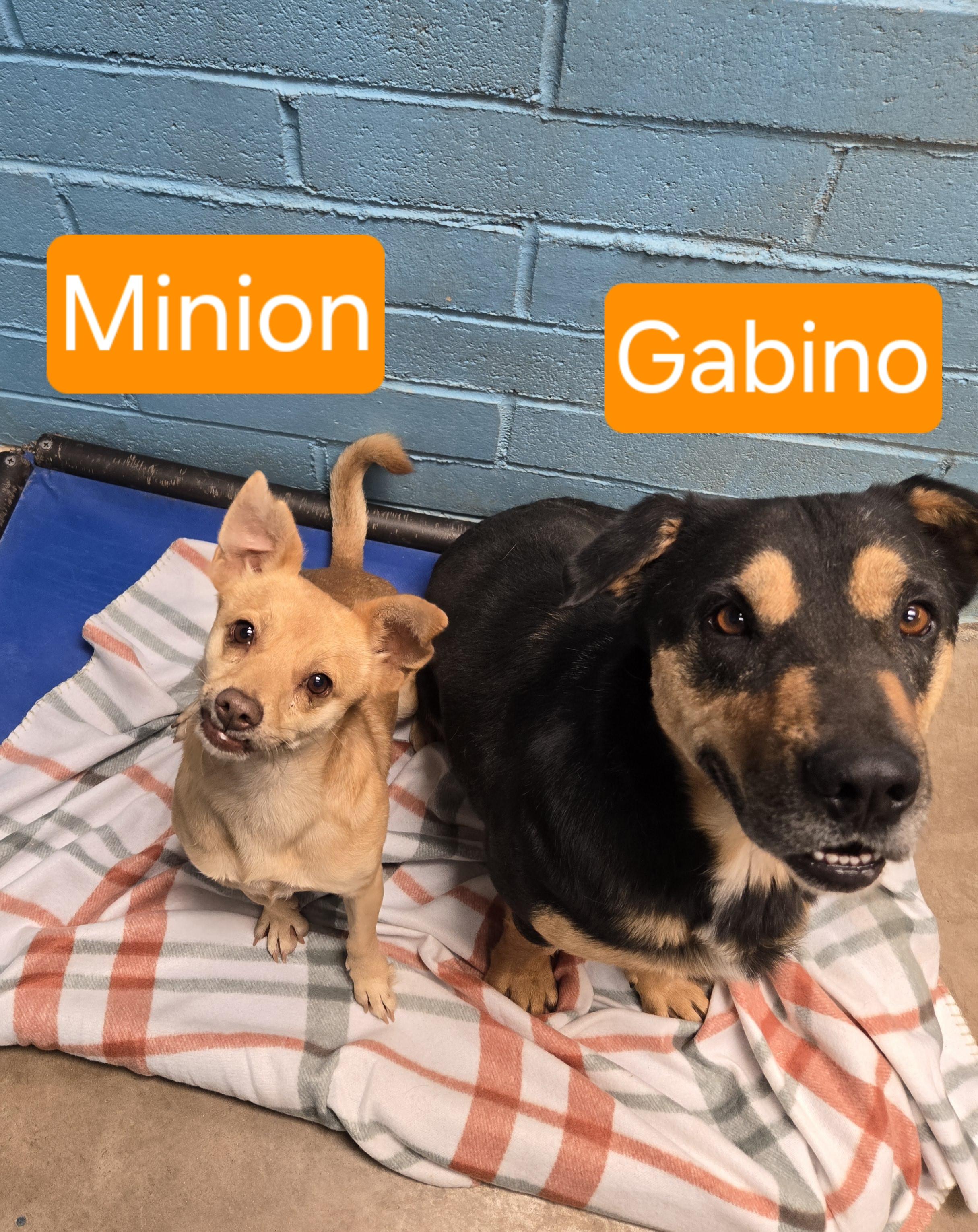 Minion, a Adoptable mixed breed in Nogales, AZ image 4/4