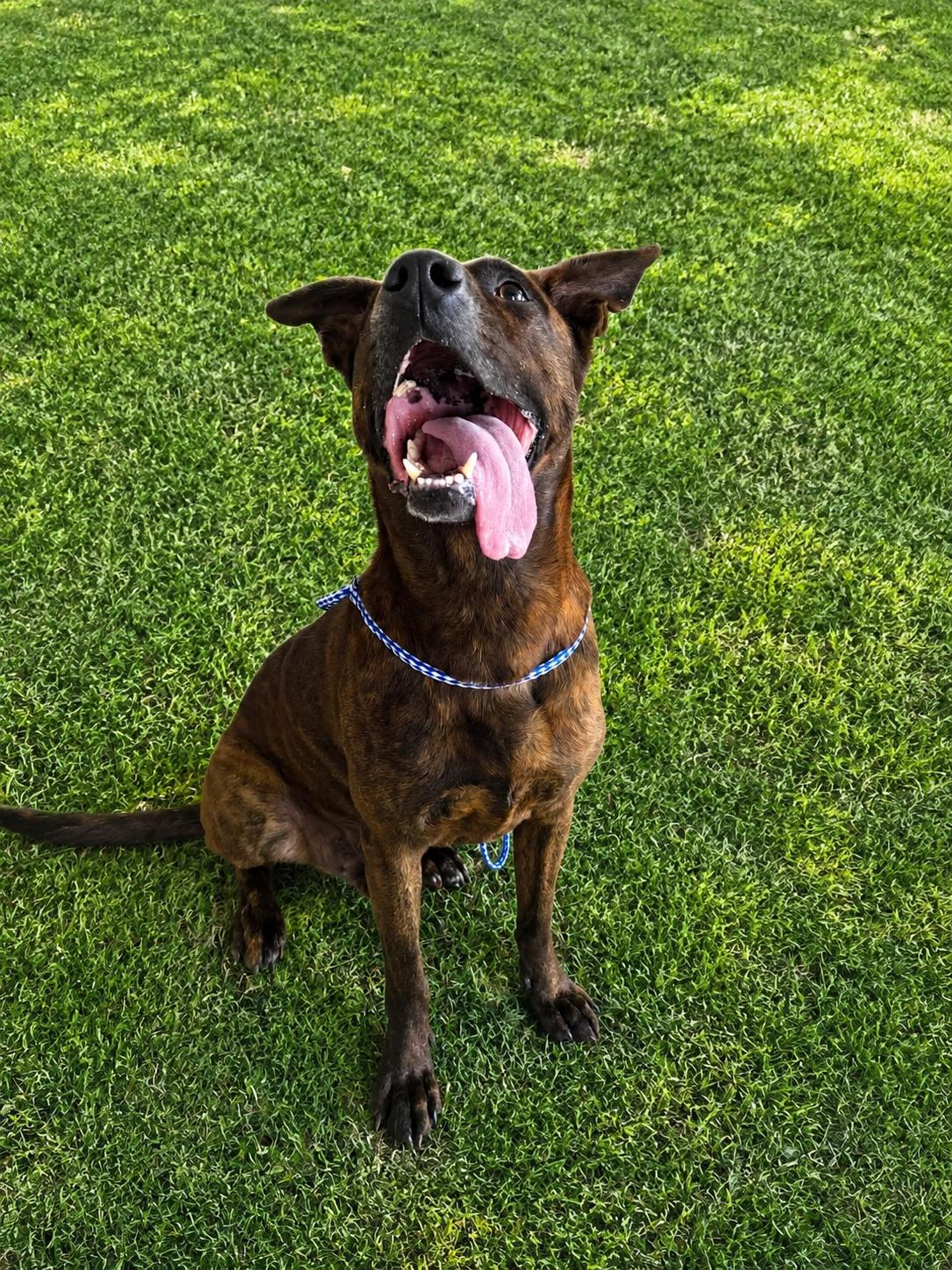 Enlarge Mack, a ADOPTABLE mixed breed in Lancaster, KY image 2/2