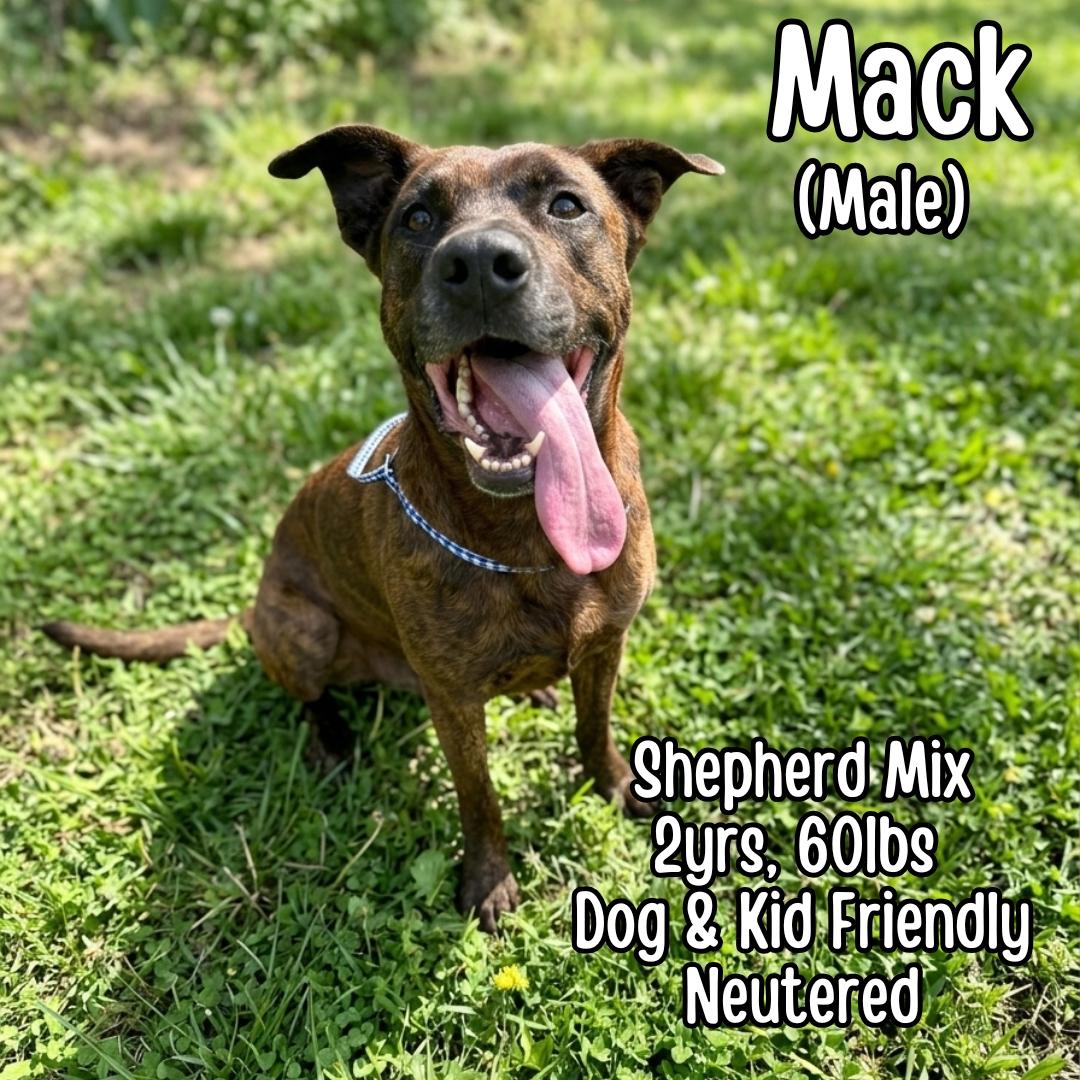 Mack, ADOPTABLE, Adult Male Shepherd.