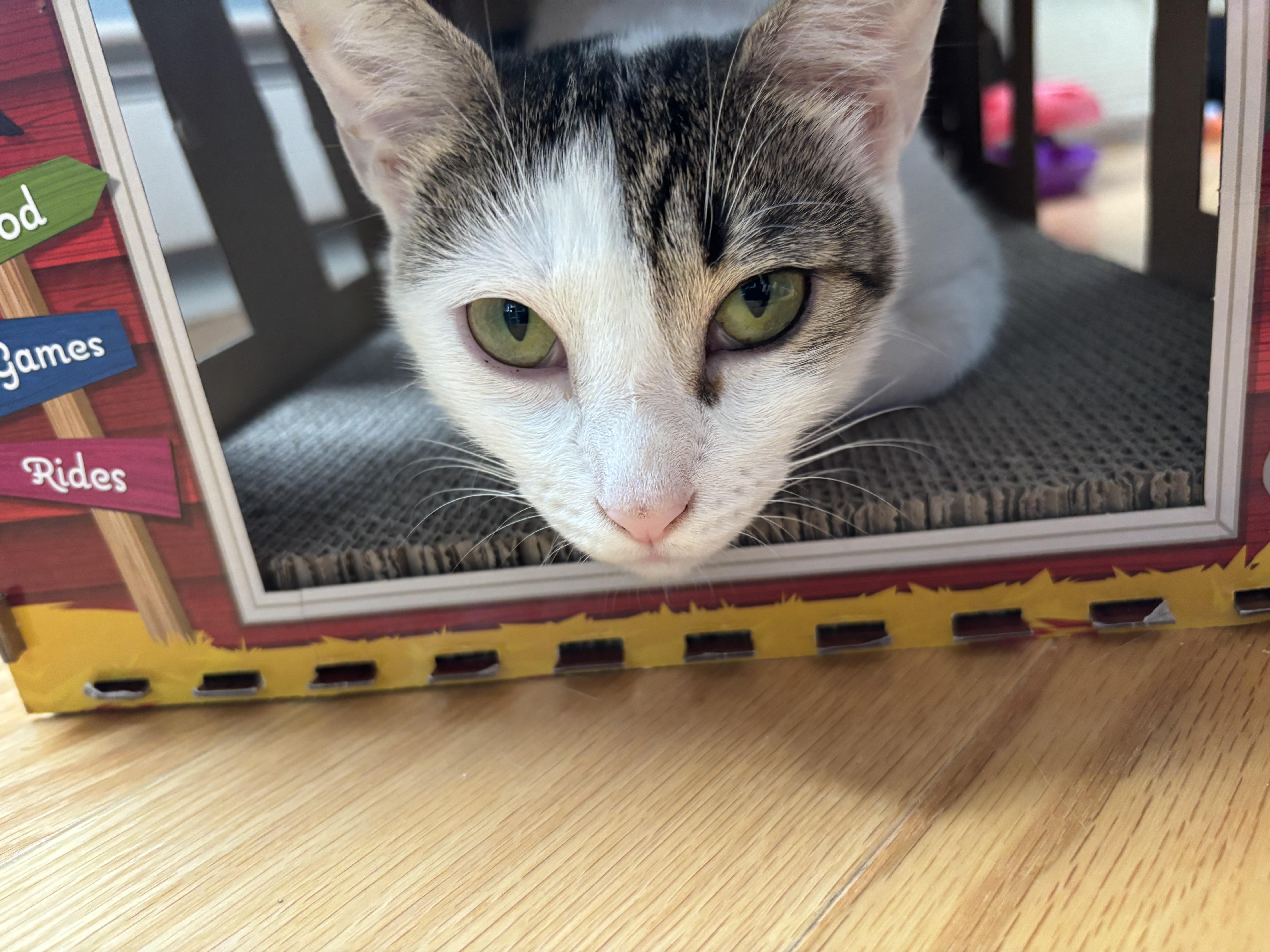 Jane, Adopted, Adult Female Domestic Short Hair.