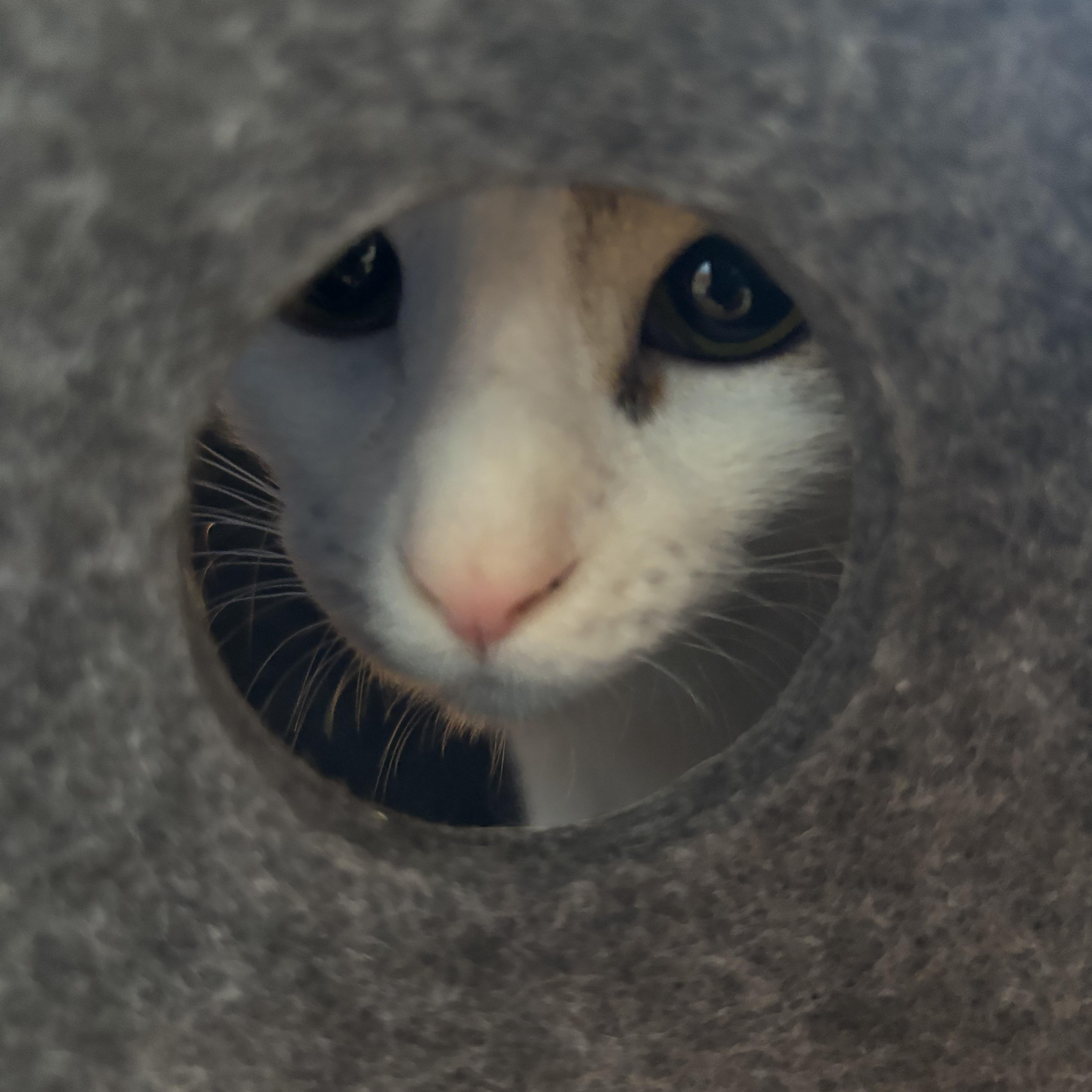 Enlarge Jane, a Adopted Domestic Short Hair in New Milford, CT image 2/2