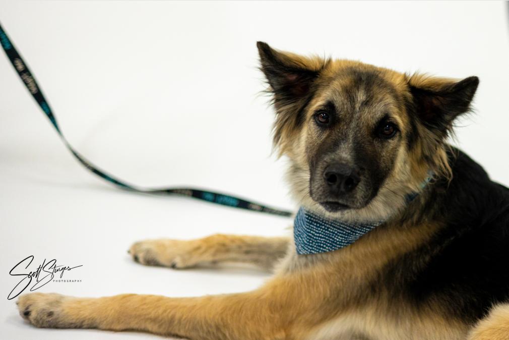 Enlarge Piper, a Adoptable Shepherd in Brooklyn Center, MN image 1/3