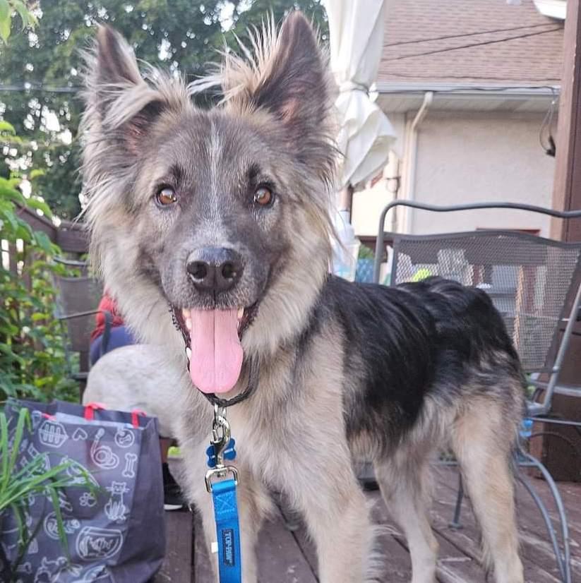 Piper, Adoptable, Adult Male Shepherd.