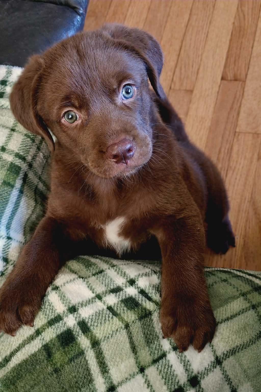 Memphis, ADOPTABLE, Puppy Male Mixed Breed.