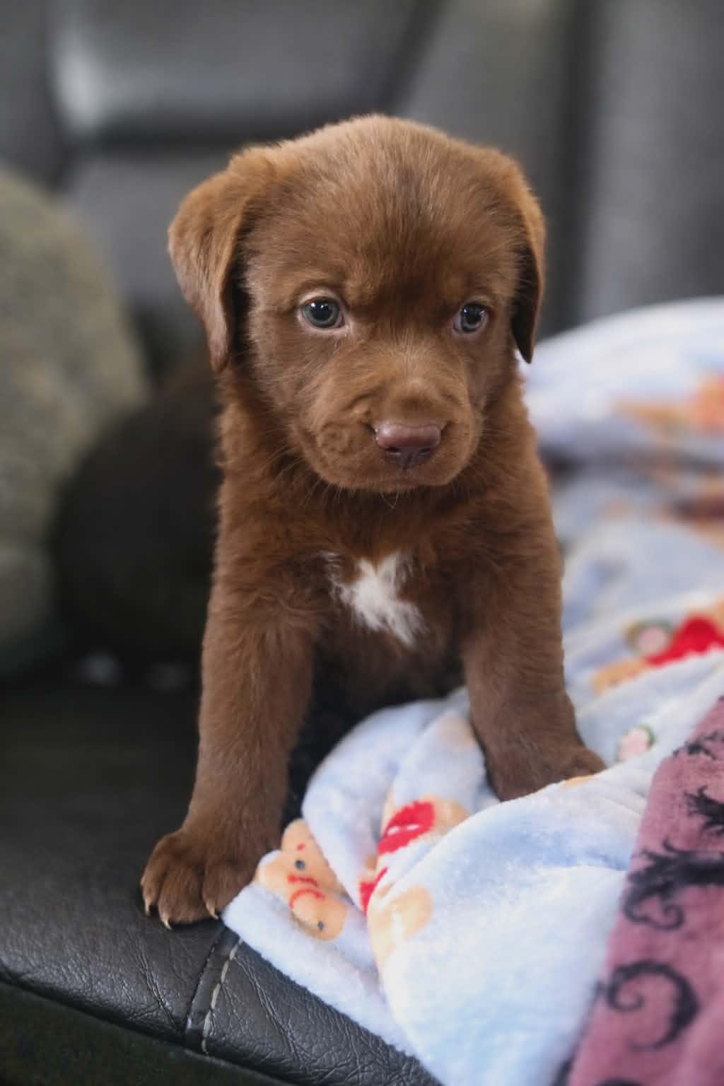 Enlarge Memphis, a ADOPTABLE Mixed Breed in Kenosha, WI image 3/4