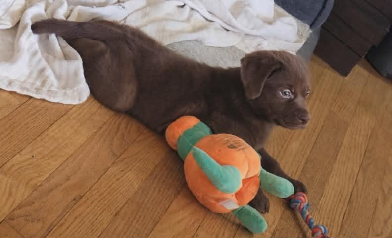 Enlarge Memphis, a ADOPTABLE Mixed Breed in Kenosha, WI image 2/4