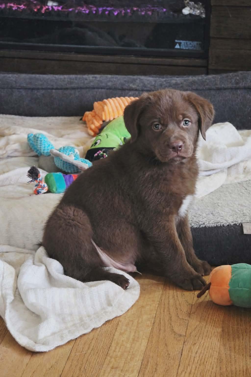 Enlarge Memphis, a ADOPTABLE Mixed Breed in Kenosha, WI image 4/4