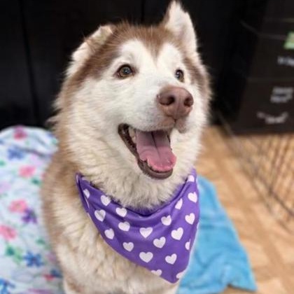 Sammy, ADOPTABLE, Adult Female Siberian Husky.