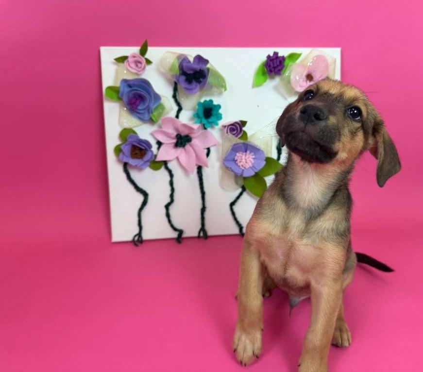 BlackBerry, a Adoptable mixed breed in Phoenix, AZ image 1/3