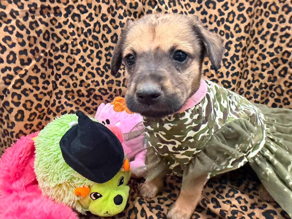 BlackBerry, a Adoptable mixed breed in Phoenix, AZ image 2/3
