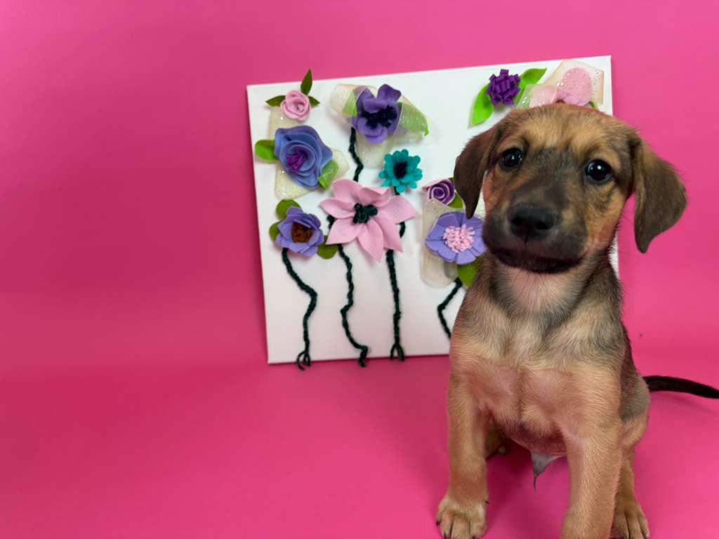 BlackBerry, a Adoptable mixed breed in Phoenix, AZ image 3/3