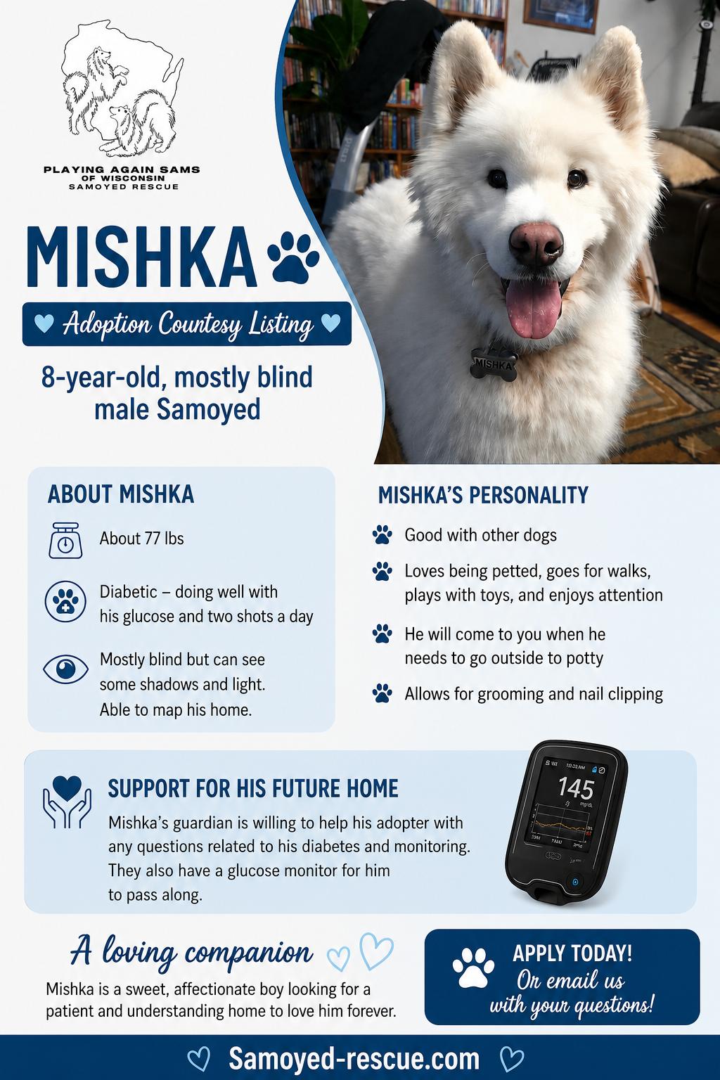 Enlarge Mishka - COURTESY LISTING, a ADOPTABLE Samoyed in Milwaukee, WI image 1/1