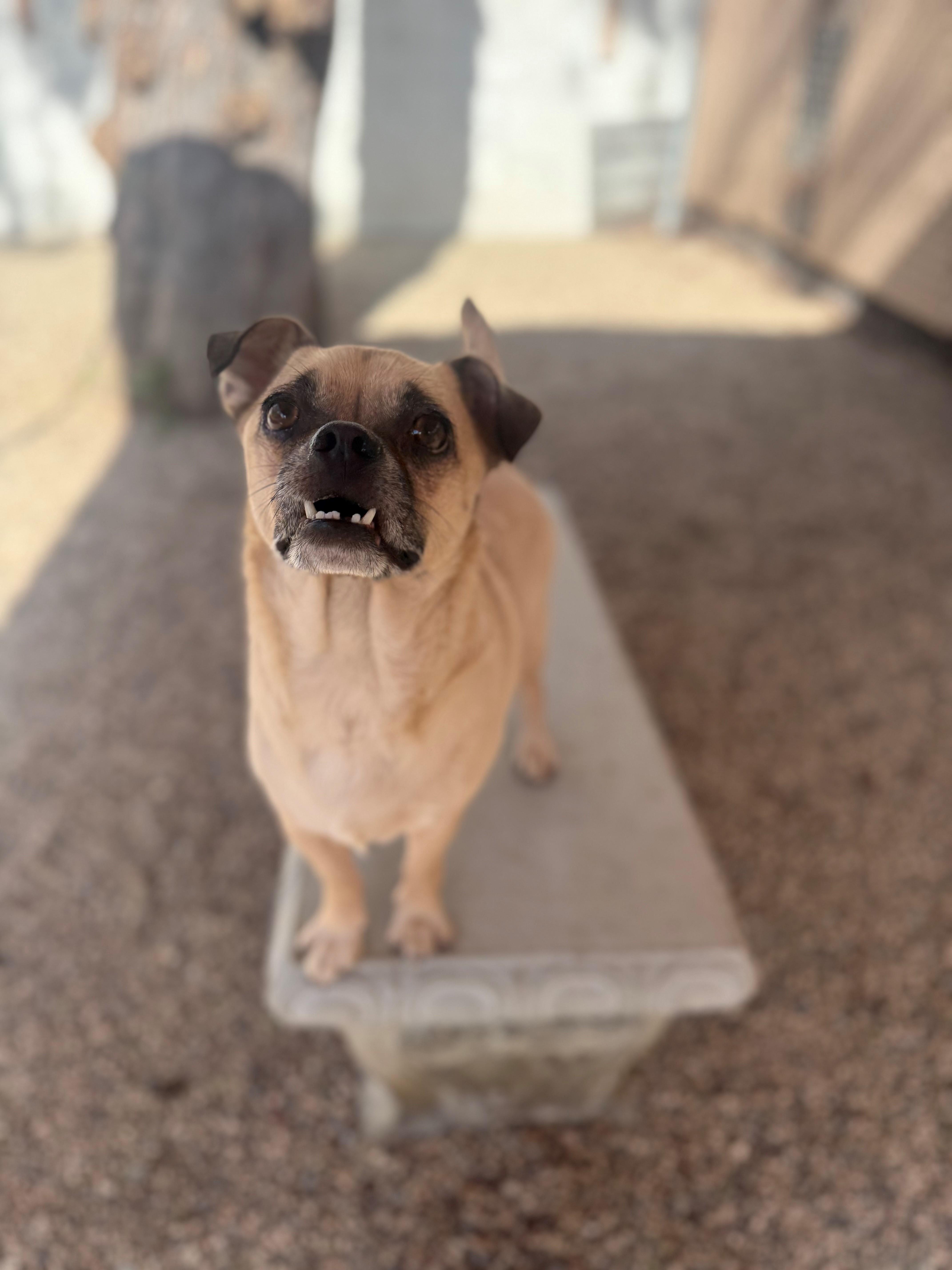 Ramsey, a Adopted Puggle in Laguna Beach, CA image 1/3
