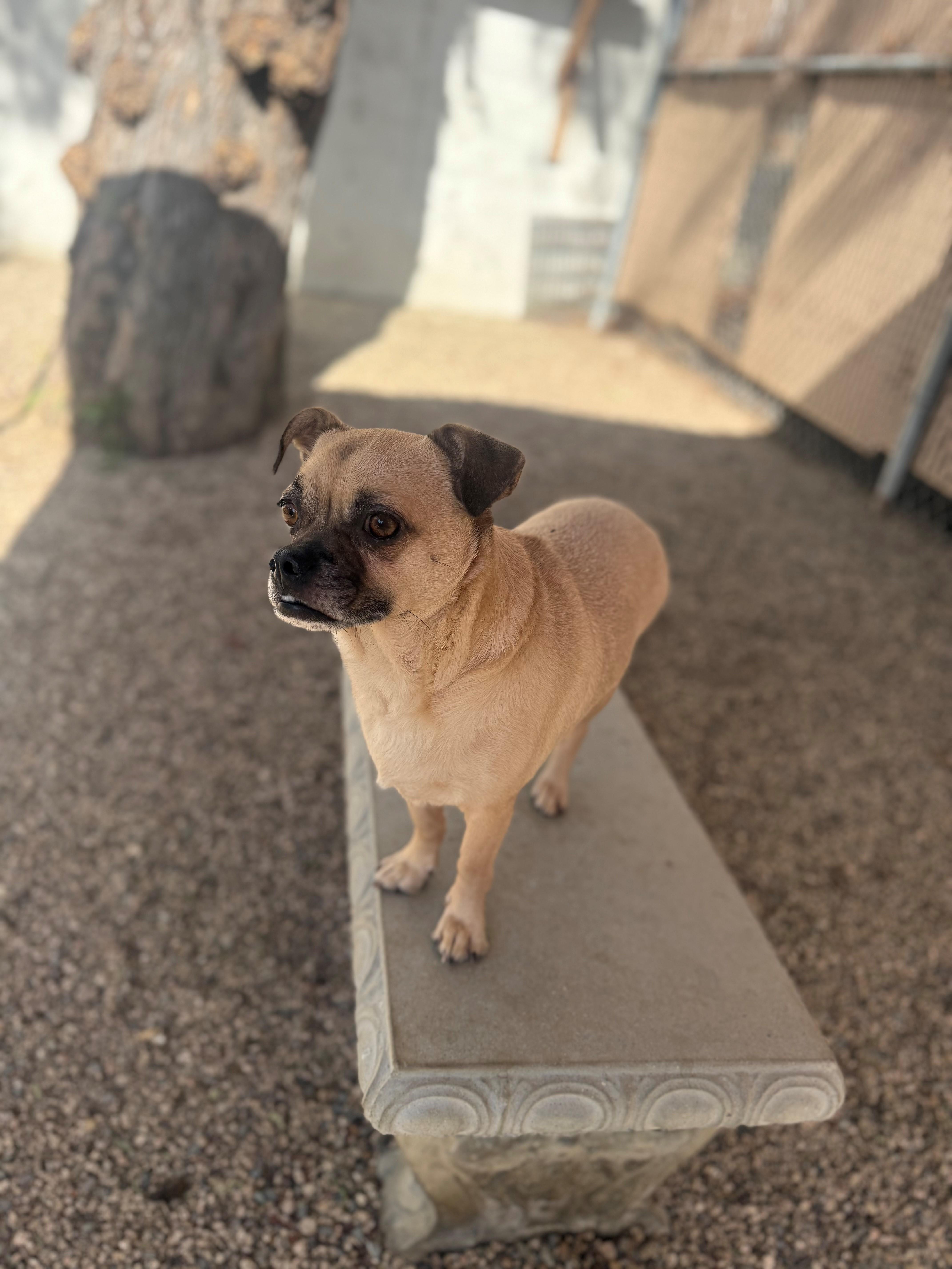 Ramsey, an adoptable Puggle in Laguna Beach, CA, 92651 | Photo Image 2