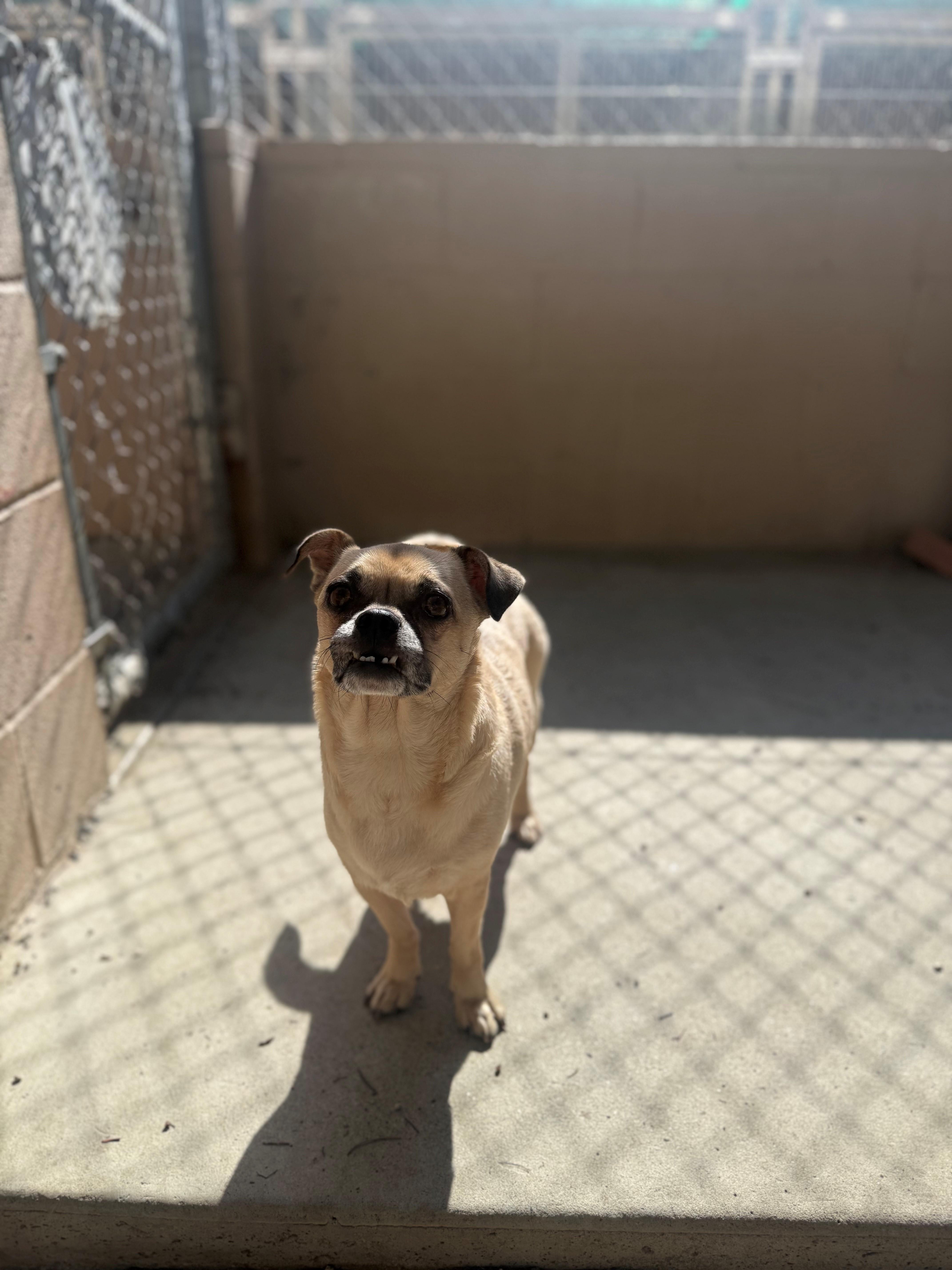Ramsey, a Adopted Puggle in Laguna Beach, CA image 3/3