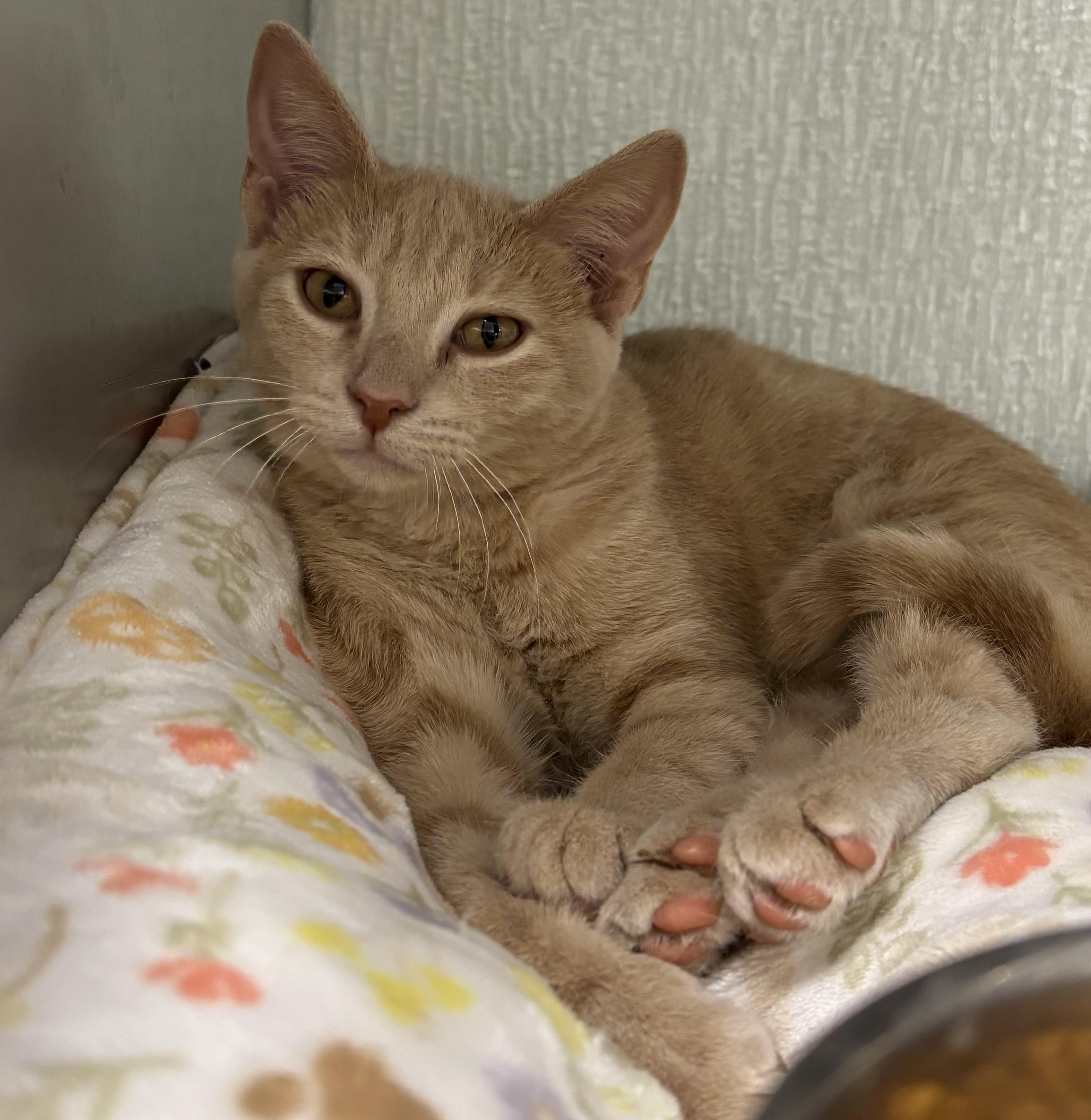 Enlarge Butters, a Adoptable Domestic Short Hair in Danville, IN image 1/1